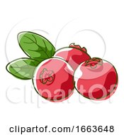 Cranberry Superfood Illustration by BNP Design Studio