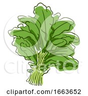Kale Superfood Illustration
