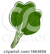 Spinach Superfood Illustration