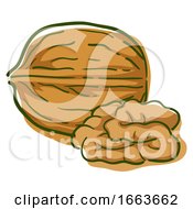 Walnut Superfood Illustration