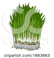 Wheatgrass Superfood Illustration
