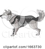 Poster, Art Print Of Gray Wolf In Profile