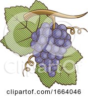 Woodcut Style Purple Grapes by Any Vector
