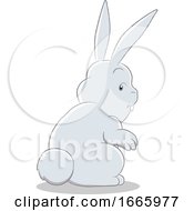 Poster, Art Print Of Gray Bunny Rabbit
