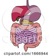 Poster, Art Print Of Human Anatomy Gut Gastrointestinal Tract Diagram