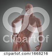 Poster, Art Print Of 3d Male Figure With Hip Muscles Highlighted