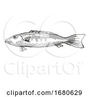 Poster, Art Print Of Blue Cod New Zealand Fish Cartoon Retro Drawing