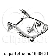 Poster, Art Print Of Silver Dory New Zealand Fish Cartoon Retro Drawing