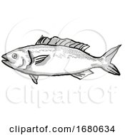 Poster, Art Print Of Kahawai New Zealand Fish Cartoon Retro Drawing