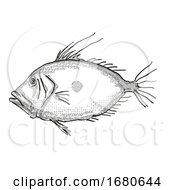 Poster, Art Print Of John Dory New Zealand Fish Cartoon Retro Drawing