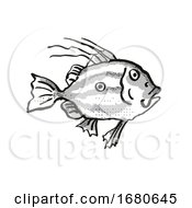 Poster, Art Print Of John Dory New Zealand Fish Cartoon Retro Drawing