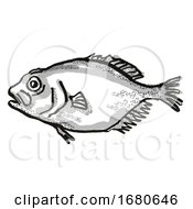 Poster, Art Print Of Orange Roughy New Zealand Fish Cartoon Retro Drawing