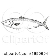 Kahawai New Zealand Fish Cartoon Retro Drawing
