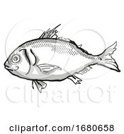 Longspine Beardfish Australian Fish Cartoon Retro Drawing