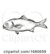 Poster, Art Print Of Busakhins Beardfish Australian Fish Cartoon Retro Drawing