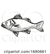 Australian Bass Fish Cartoon Retro Drawing
