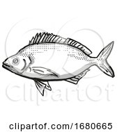 Poster, Art Print Of Jackass Morwong Australian Fish Cartoon Retro Drawing