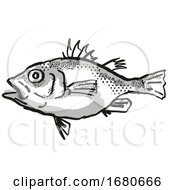 Spinycheek Seabass Australian Fish Cartoon Retro Drawing