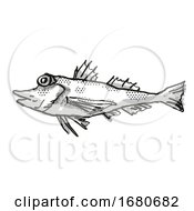 Saumarez Gurnard Australian Fish Cartoon Retro Drawing by patrimonio