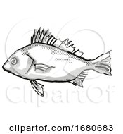 Poster, Art Print Of Silver Javelin Australian Fish Cartoon Retro Drawing
