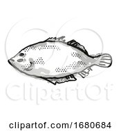 Lefteye Flounder Australian Fish Cartoon Retro Drawing