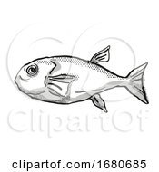 Poster, Art Print Of Brownback Toadfish Australian Fish Cartoon Retro Drawing