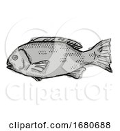 Poster, Art Print Of Western Rock Blackfish Australian Fish Cartoon Retro Drawing