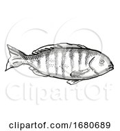 Zebrafish Australian Fish Cartoon Retro Drawing by patrimonio