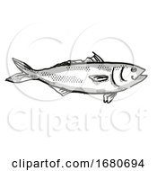 Poster, Art Print Of Eastern Australian Salmon Fish Cartoon Retro Drawing