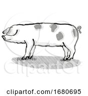 Poster, Art Print Of Gloucestershire Old Spots Pig Breed Cartoon Retro Drawing