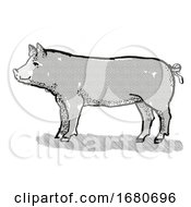 Poster, Art Print Of Berkshire Pig Breed Cartoon Retro Drawing