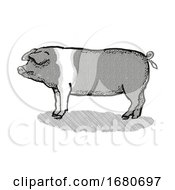Poster, Art Print Of British Saddleback Pig Breed Cartoon Retro Drawing