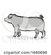 Poster, Art Print Of Duroc Pig Breed Cartoon Retro Drawing