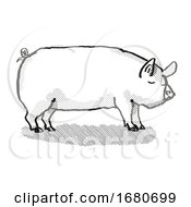 Poster, Art Print Of Middle White Pig Breed Cartoon Retro Drawing