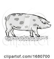 Oxford Sandy And Black Pig Breed Cartoon Retro Drawing