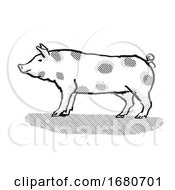 Pietrain Pig Breed Cartoon Retro Drawing