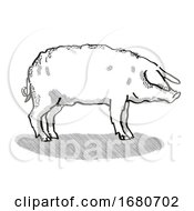 Mangalitza Pig Breed Cartoon Retro Drawing