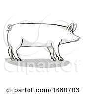 Large White Pig Breed Cartoon Retro Drawing