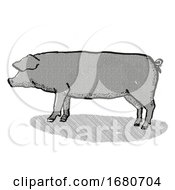 Large Black Pig Breed Cartoon Retro Drawing