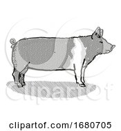 Hampshire Pig Breed Cartoon Retro Drawing