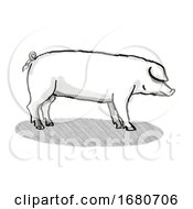 Poster, Art Print Of British Landrace Pig Breed Cartoon Retro Drawing