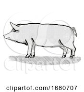 Poster, Art Print Of Tamworth Pig Breed Cartoon Retro Drawing