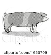 Poland China Pig Breed Cartoon Retro Drawing
