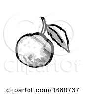 Orange Fruit With Leaf Cartoon Drawing