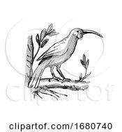 Poster, Art Print Of Huia New Zealand Bird Cartoon Retro Drawing