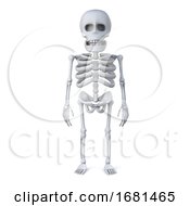 3d Skeleton