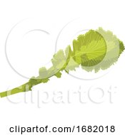Poster, Art Print Of Light Green Lettuce Leaf