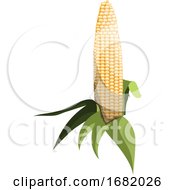 Poster, Art Print Of Light Yellow Sweet Corn Cob With Green Leafs