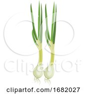 Poster, Art Print Of White Spring Onions With Green Leafs