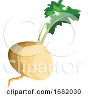 White Turnip Root With Green Leafs